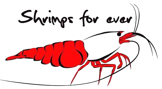 shrimpsforever.com